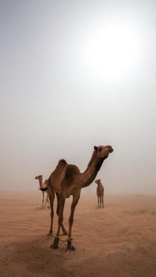 Wadirum Zeid Camp&Tours 瓦迪拉姆 外观 照片